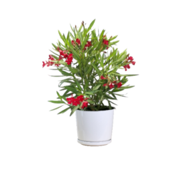 Nerium Oleander (Red)